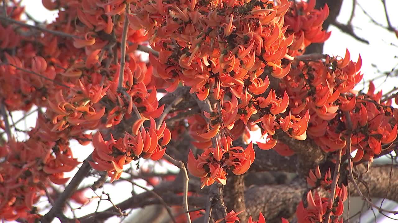 猩猩花的杂种柚木布茶单精异域热带桔红色火焰花盛开火焰的森林或杂种柚木树，花多于叶盛开视频素材