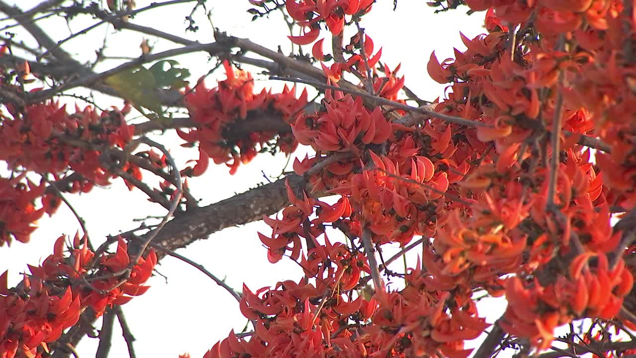 猩猩花的杂种柚木布茶单精异域热带桔红色火焰花盛开火焰的森林或杂种柚木树，花多于叶盛开视频素材