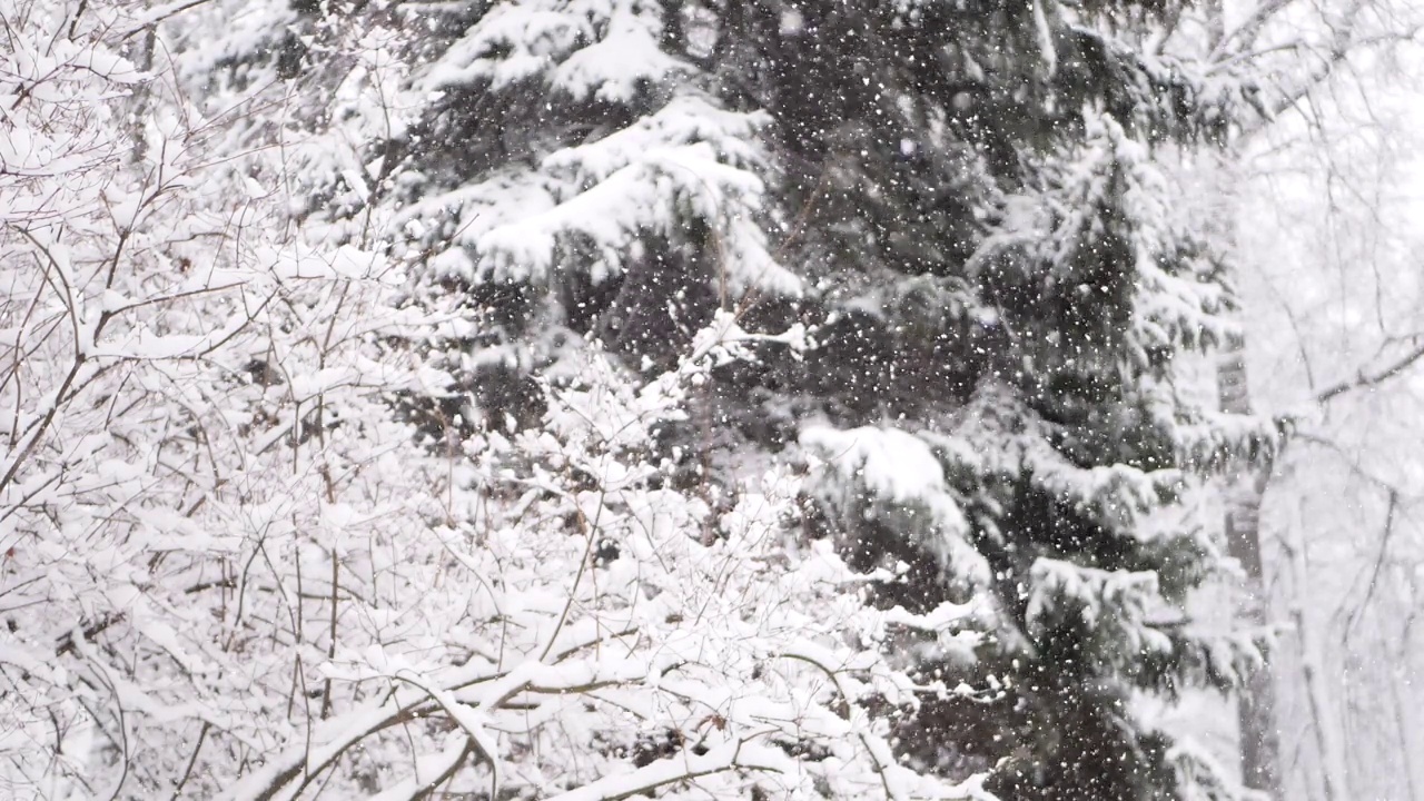 森林里的暴风雪，冬天的风景。城市公园下了大雪。视频素材