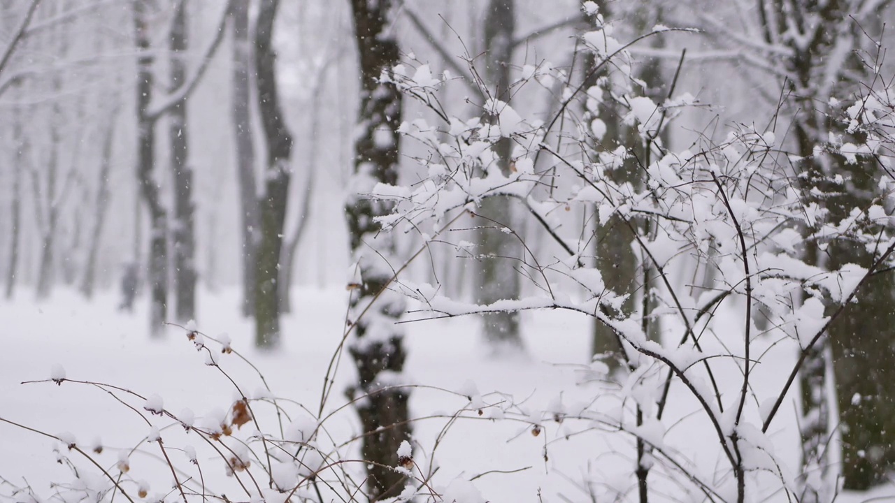 森林里的暴风雪，冬天的风景。城市公园下了大雪。视频素材