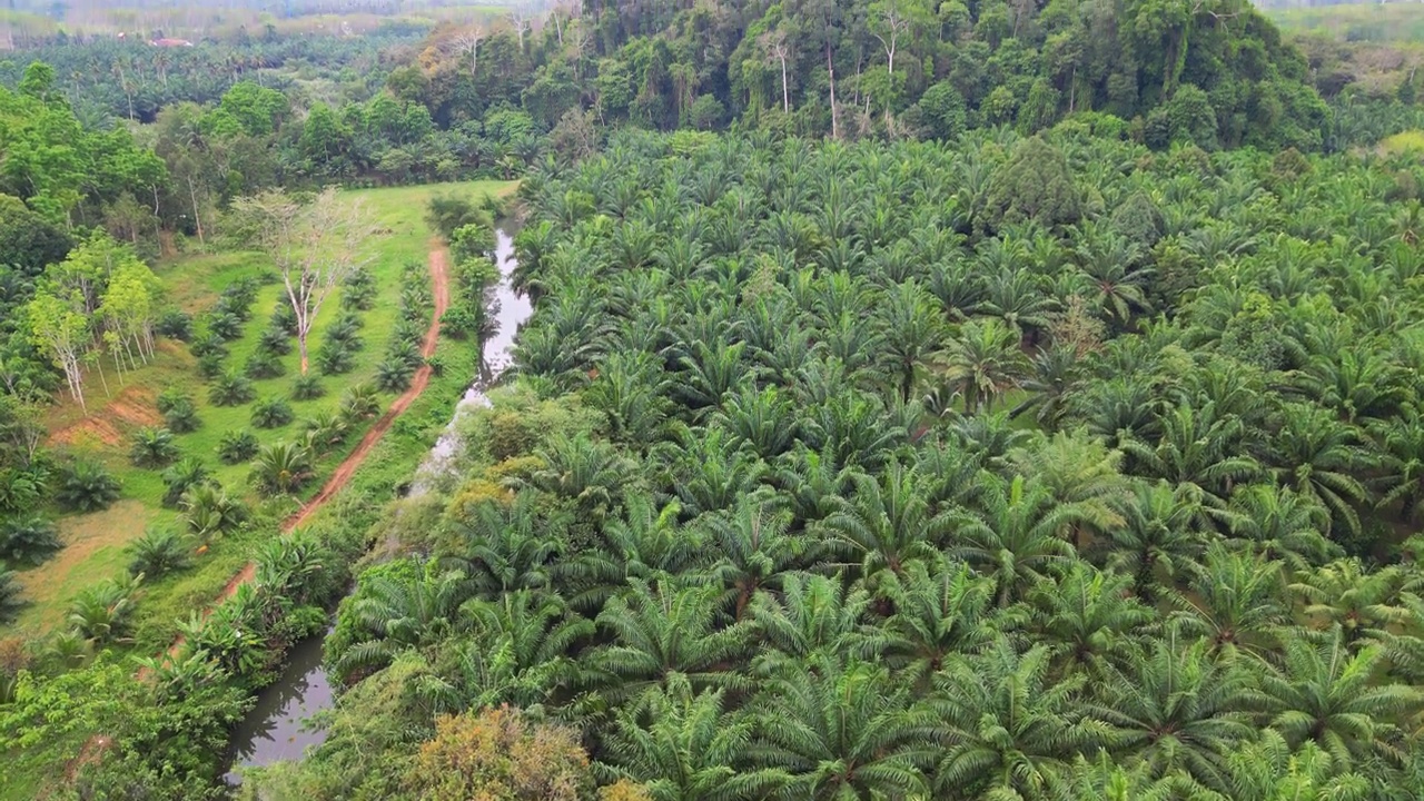 泰国棕榈油种植园的鸟瞰图视频素材