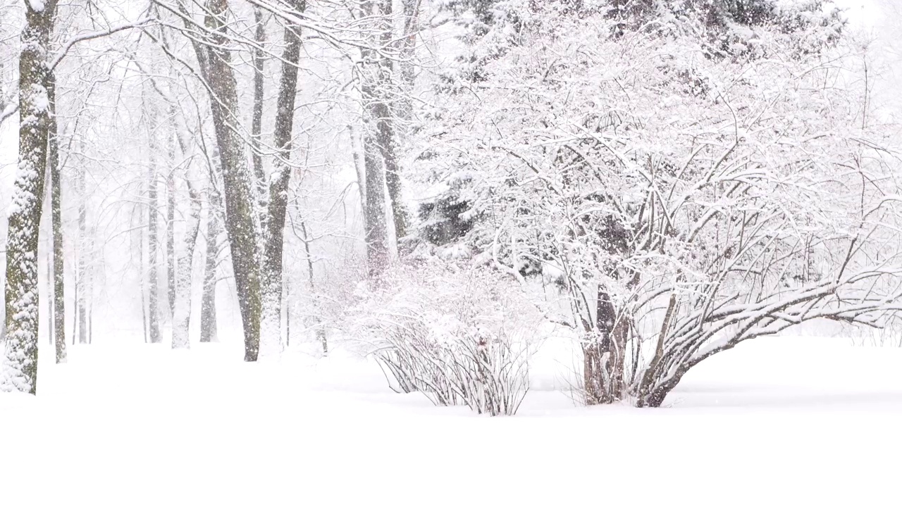 森林里的暴风雪，冬天的风景。城市公园下了大雪。视频素材