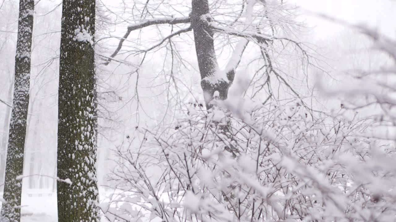 森林里的暴风雪，冬天的风景。城市公园下了大雪。视频素材