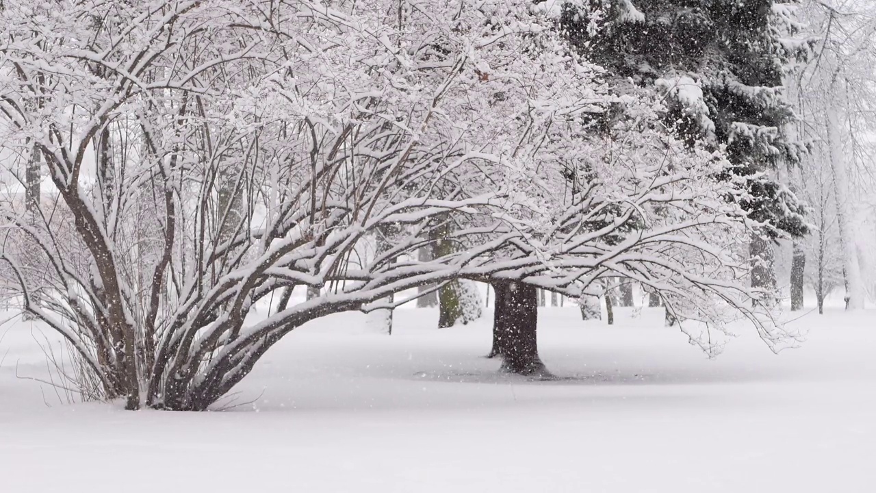 森林里的暴风雪，冬天的风景。城市公园下了大雪。视频素材