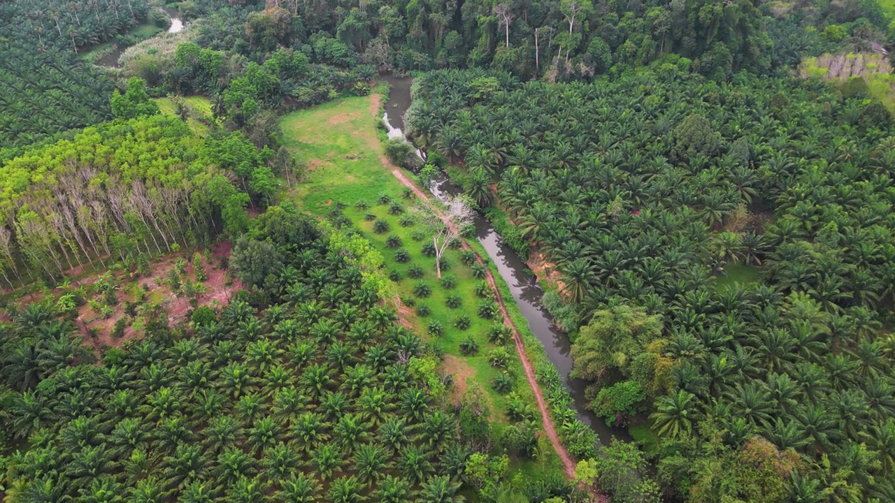 泰国棕榈油种植园的鸟瞰图视频素材