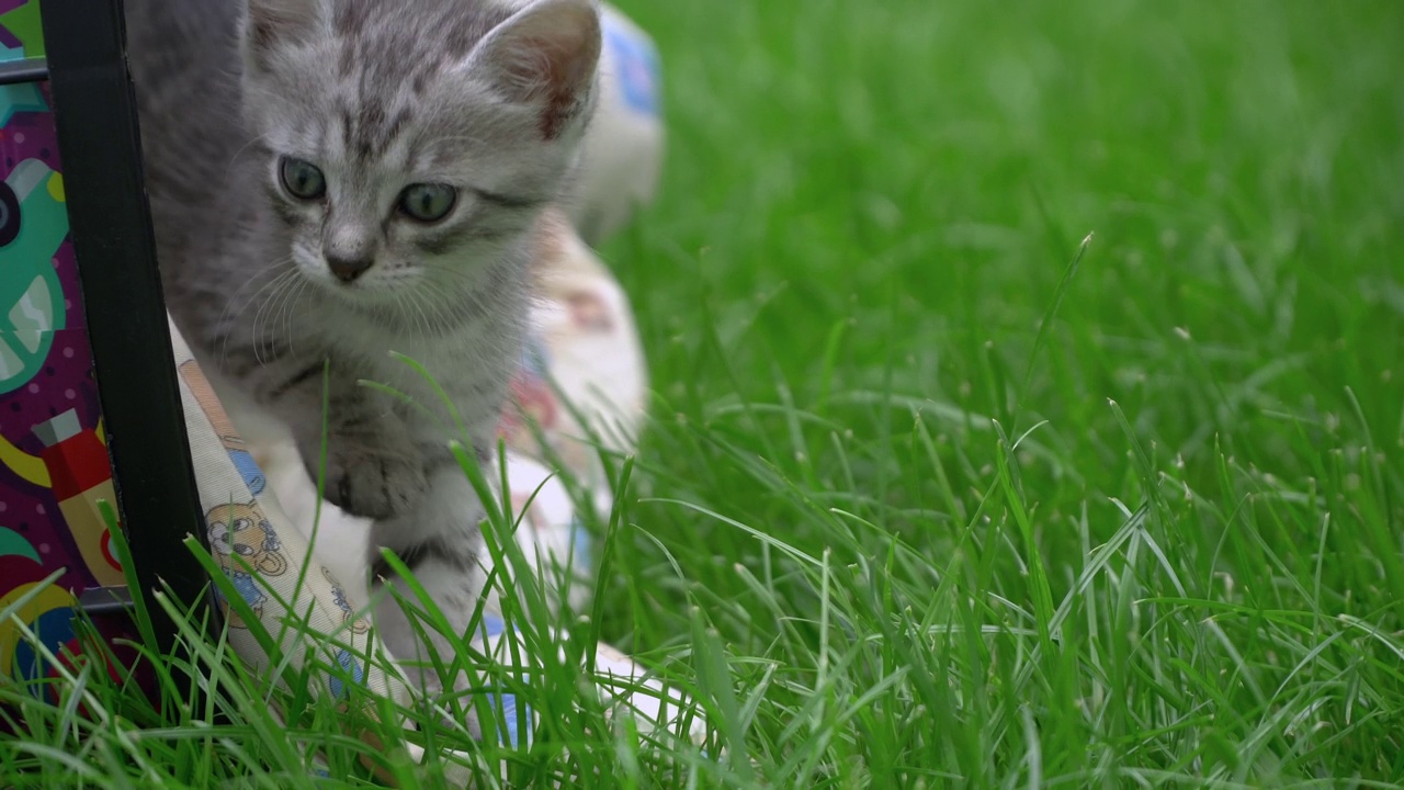 小条纹虎斑猫害怕草地，探索绿色的后院，害怕走出盒子视频素材