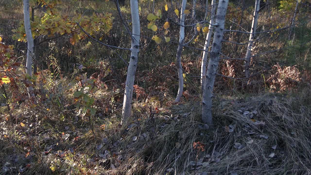 落日照亮了森林中的一片空地。很多树。阳光透过树枝照射进来。树叶，草，植物在风中摇摆。视频素材