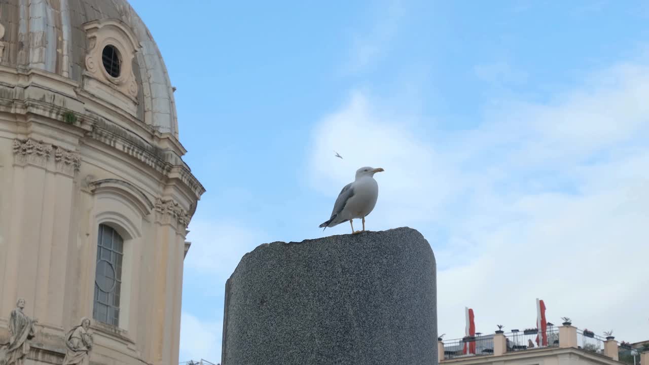 在罗马市中心古老的历史纪念碑建筑上的海鸥动物，4k视频下载