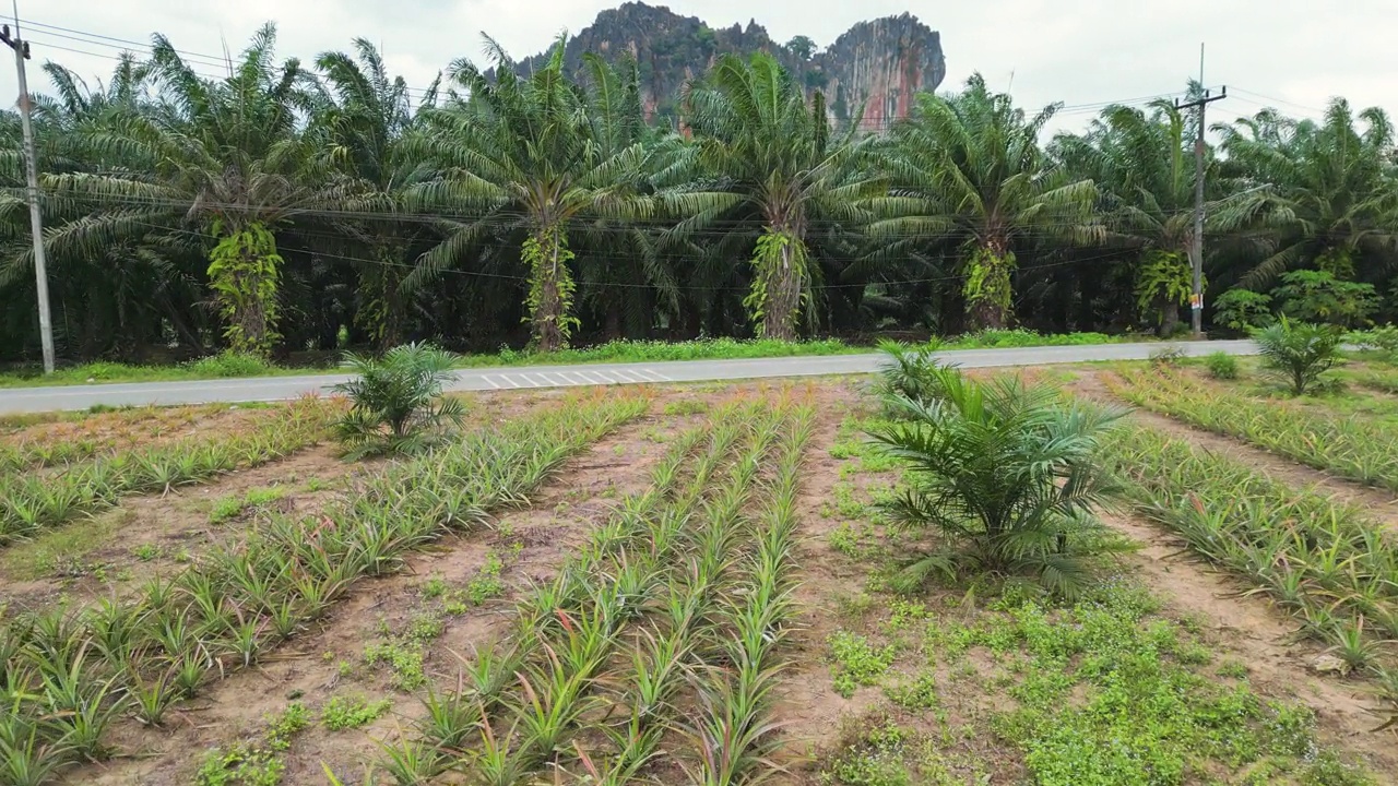 泰国棕榈油种植园道路的鸟瞰图视频素材