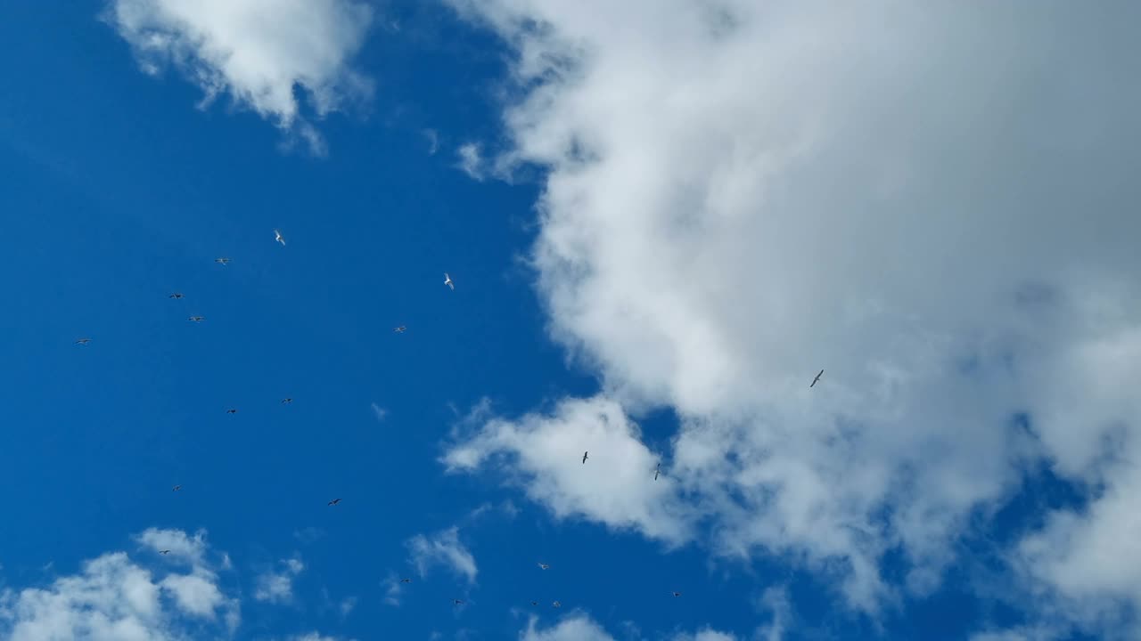 海鸥鸟群飞翔，在蓝天上猎食，野生动物自然视频下载