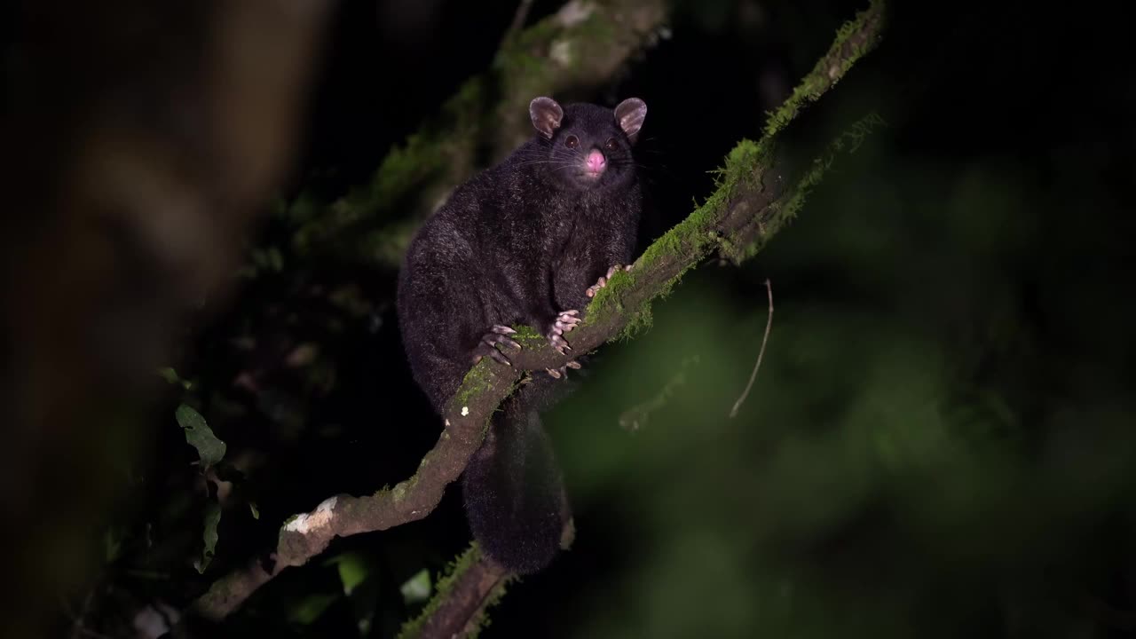 短耳负鼠(trichosurus caninus)是澳大利亚特有的长趾科夜间有袋动物，也叫山帚尾负鼠或怒波巴克负鼠，生活在澳大利亚森林的树上视频素材