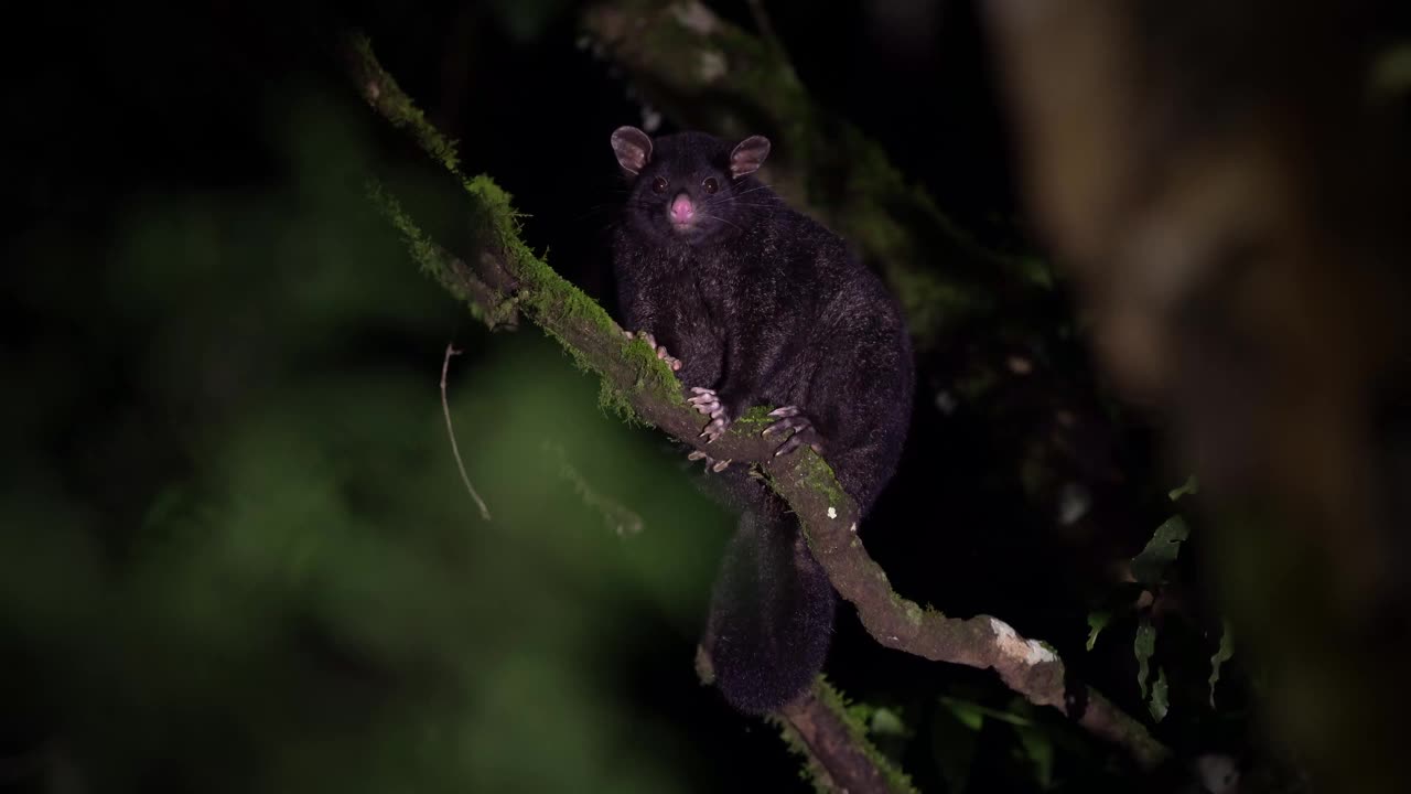 短耳负鼠(trichosurus caninus)是澳大利亚特有的长趾科夜间有袋动物，也叫山帚尾负鼠或怒波巴克负鼠，生活在澳大利亚森林的树上视频素材