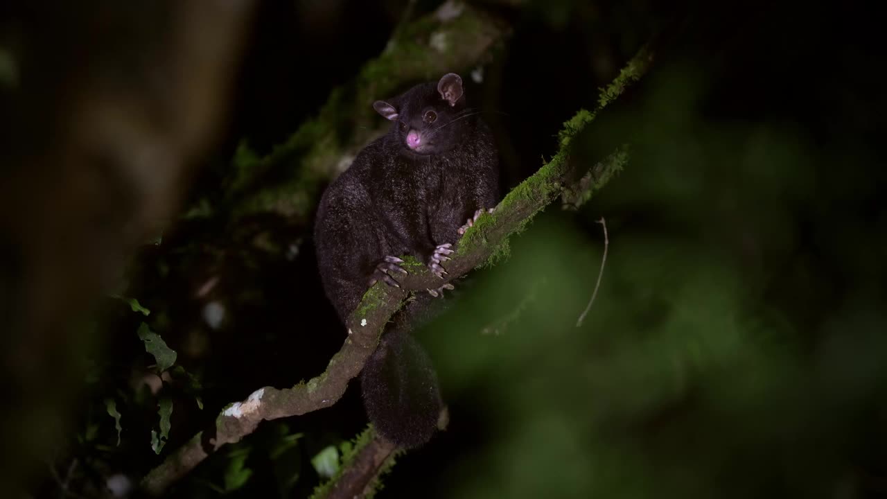 短耳负鼠(trichosurus caninus)是澳大利亚特有的长趾科夜间有袋动物，也叫山帚尾负鼠或怒波巴克负鼠，生活在澳大利亚森林的树上视频素材