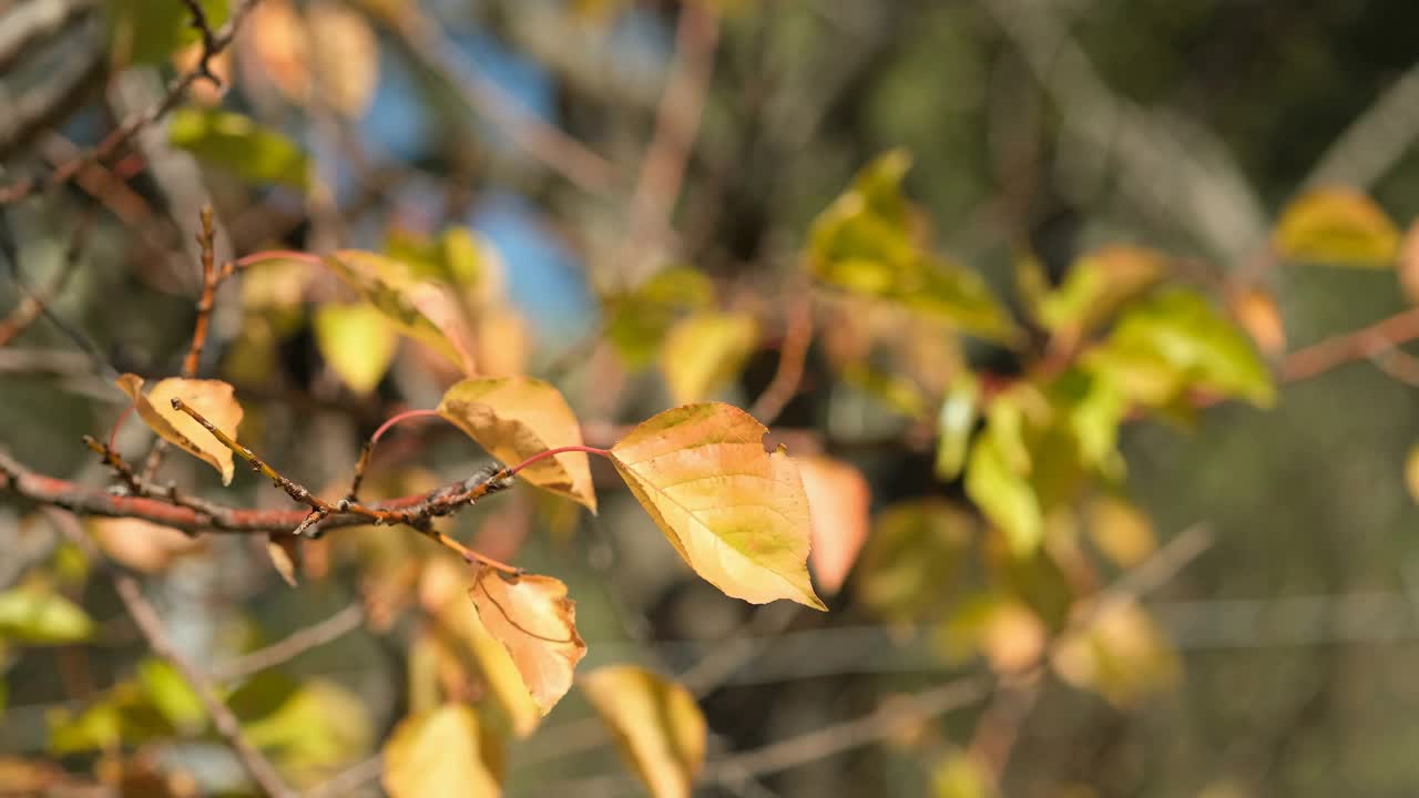 秋天彩枝落叶随风飘动，四季自然观视频下载