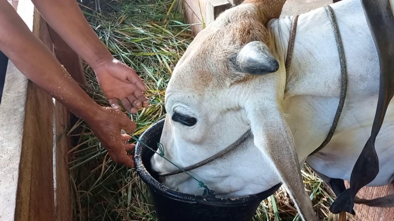 一头牛在水桶里喝水视频素材