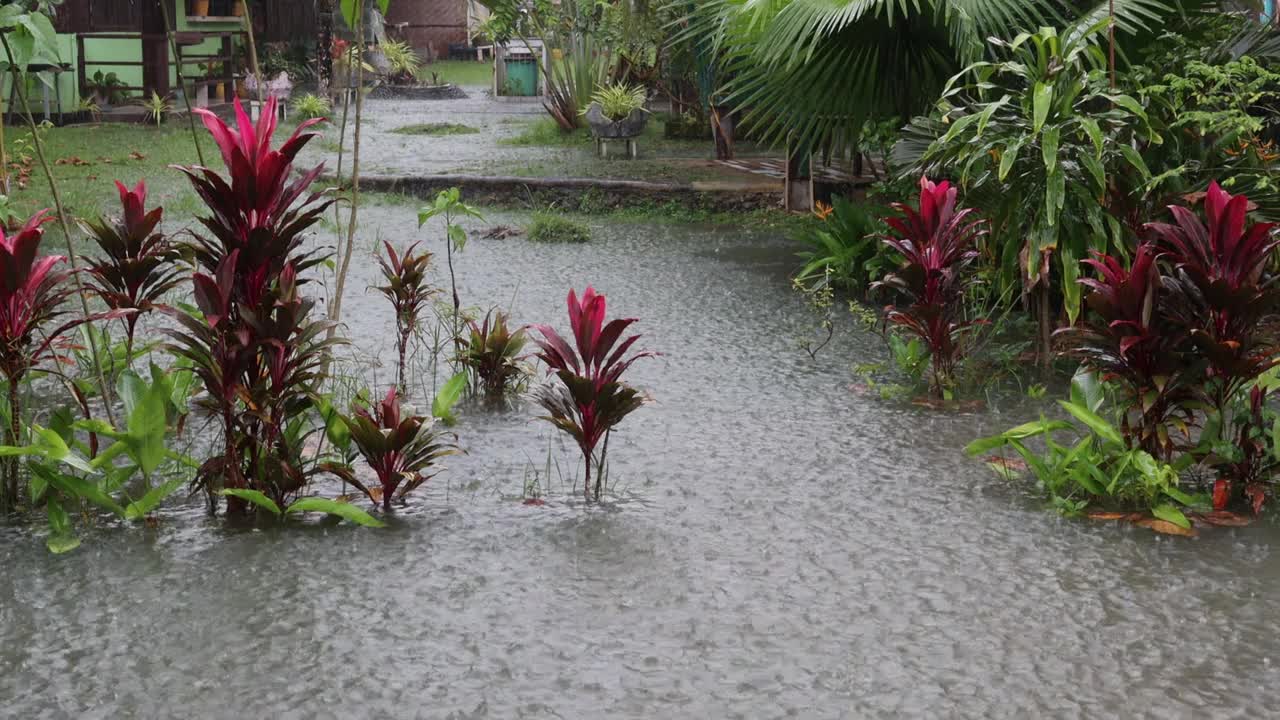 花草植物在雨中，雨滴、雨水在背景上流动视频素材