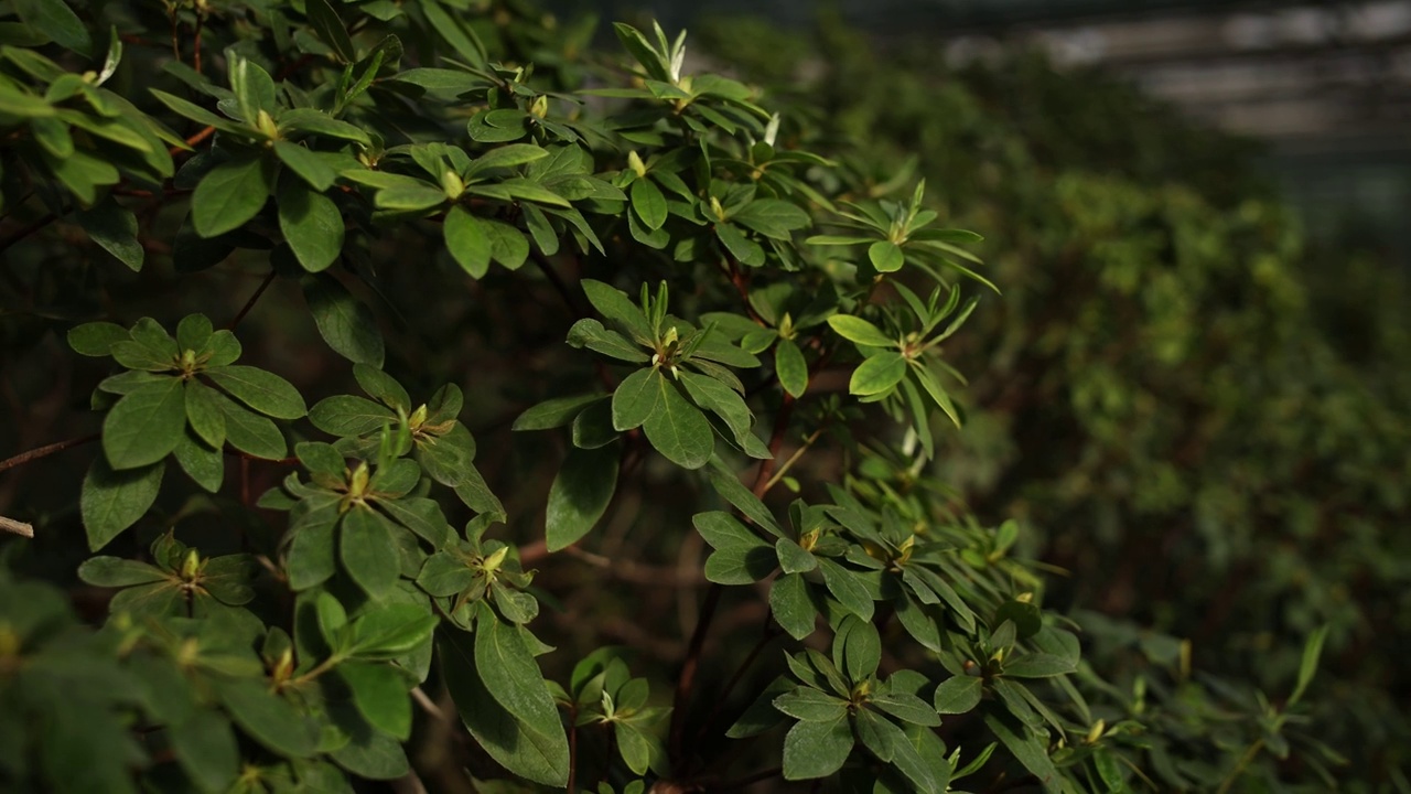 春天的绿色灌木植物，叶子大视频素材