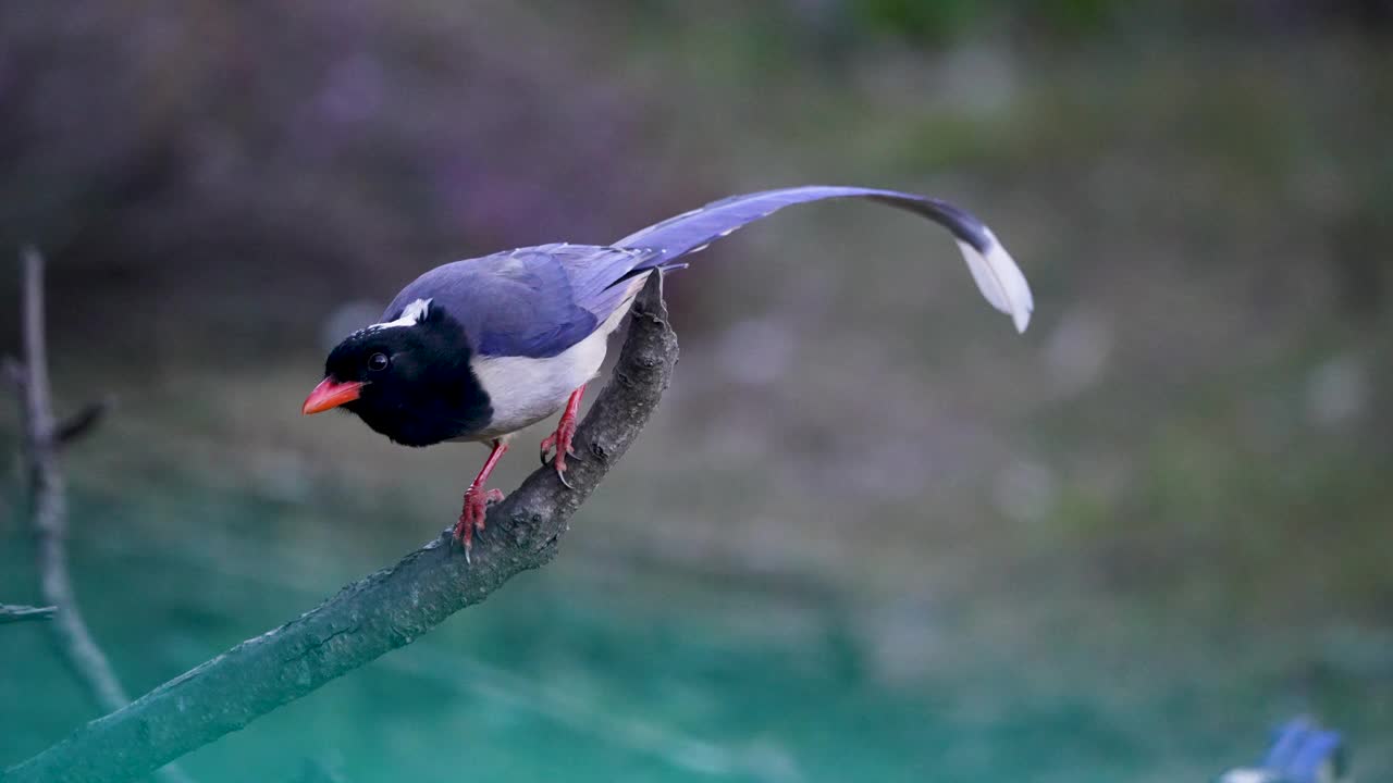 红嘴蓝喜鹊(Urocissa erythroryncha)在自然森林栖息地飞行和栖息在树枝上的慢动作视频下载