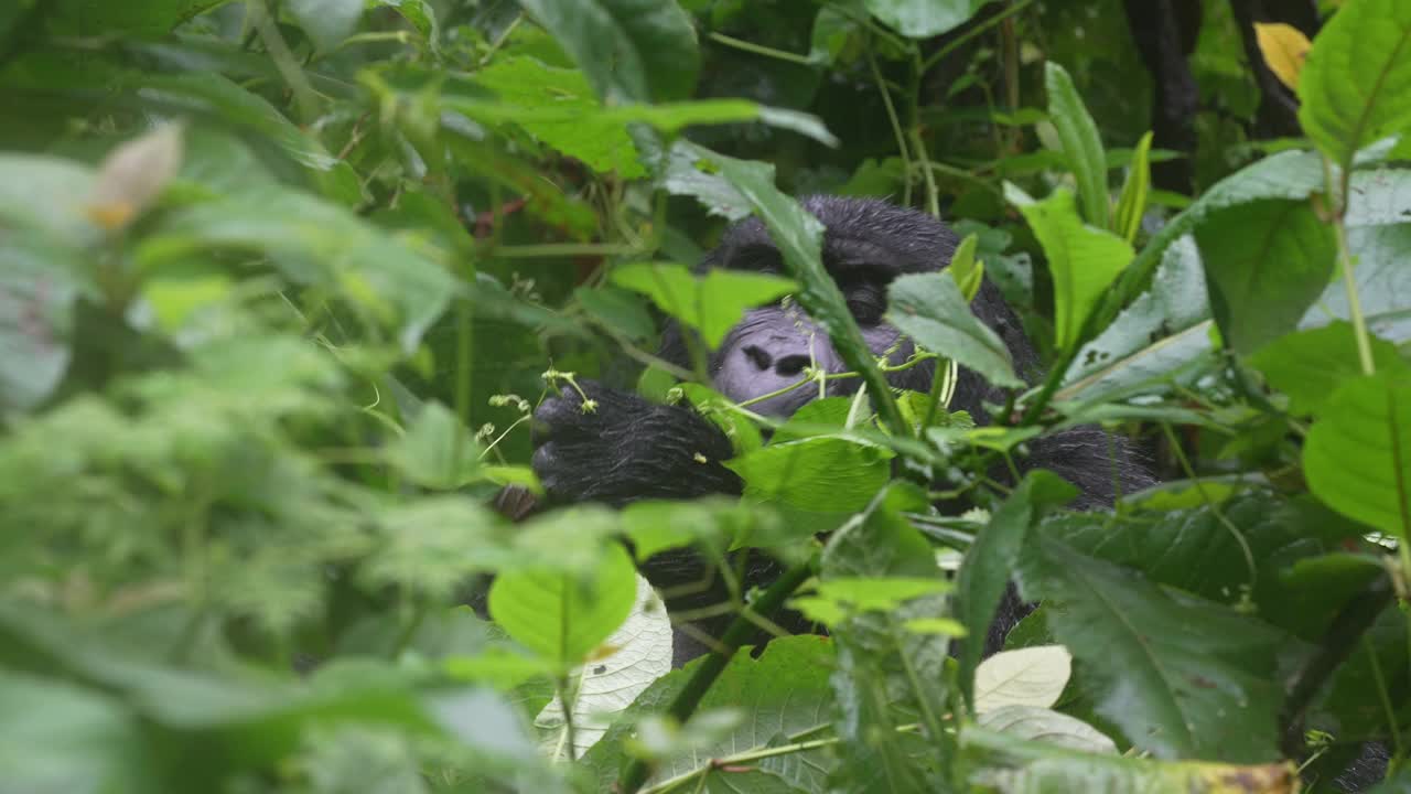 山地大猩猩，布温迪密林国家公园视频素材