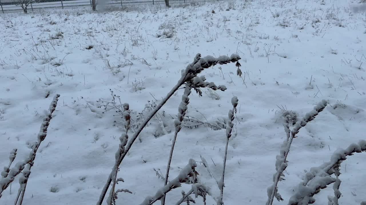 下雪时的雪景视频素材