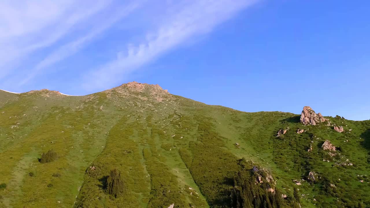 山夏森林杜松视频素材