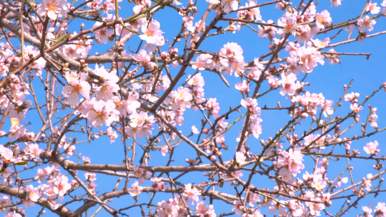 杏树花盛开视频素材