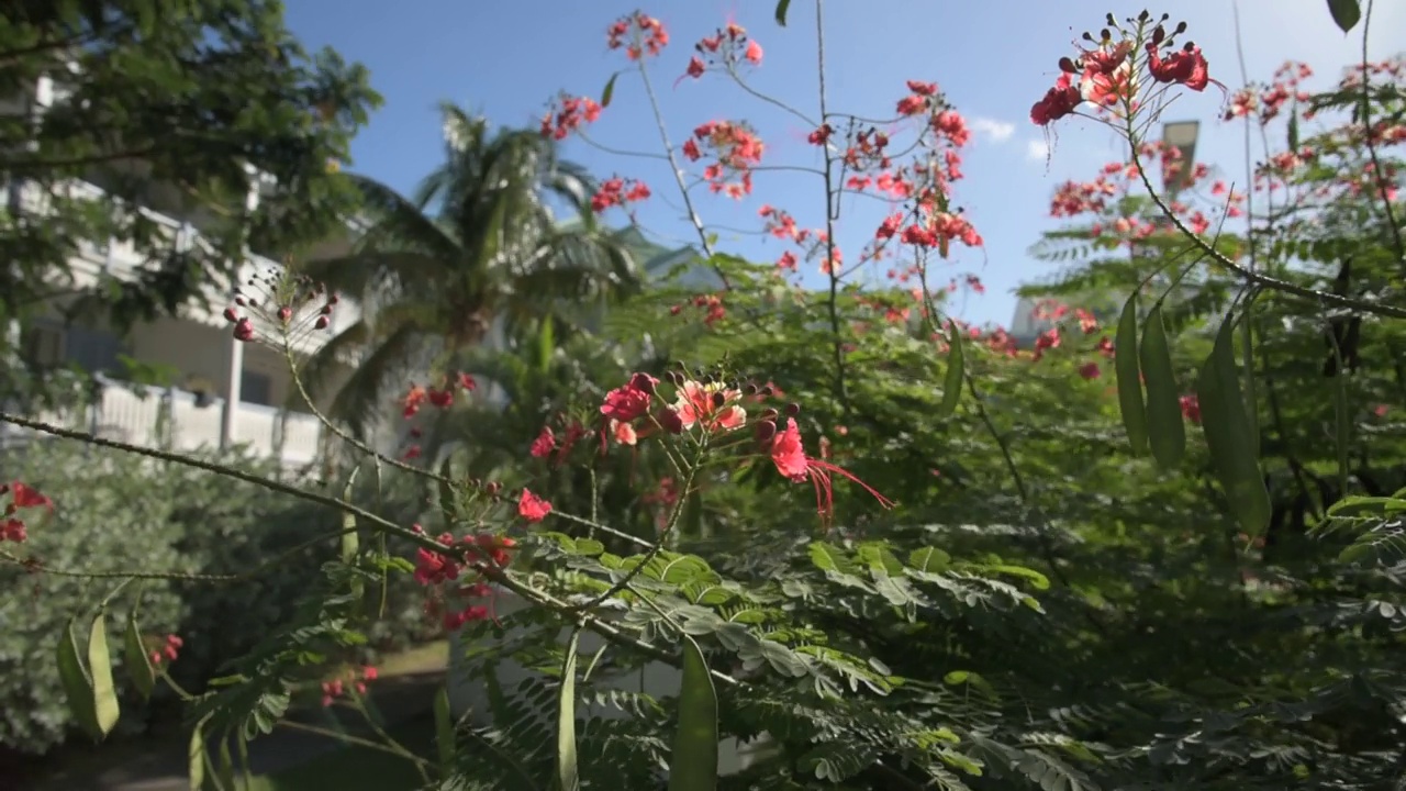 风中飞舞的花朵。视频素材