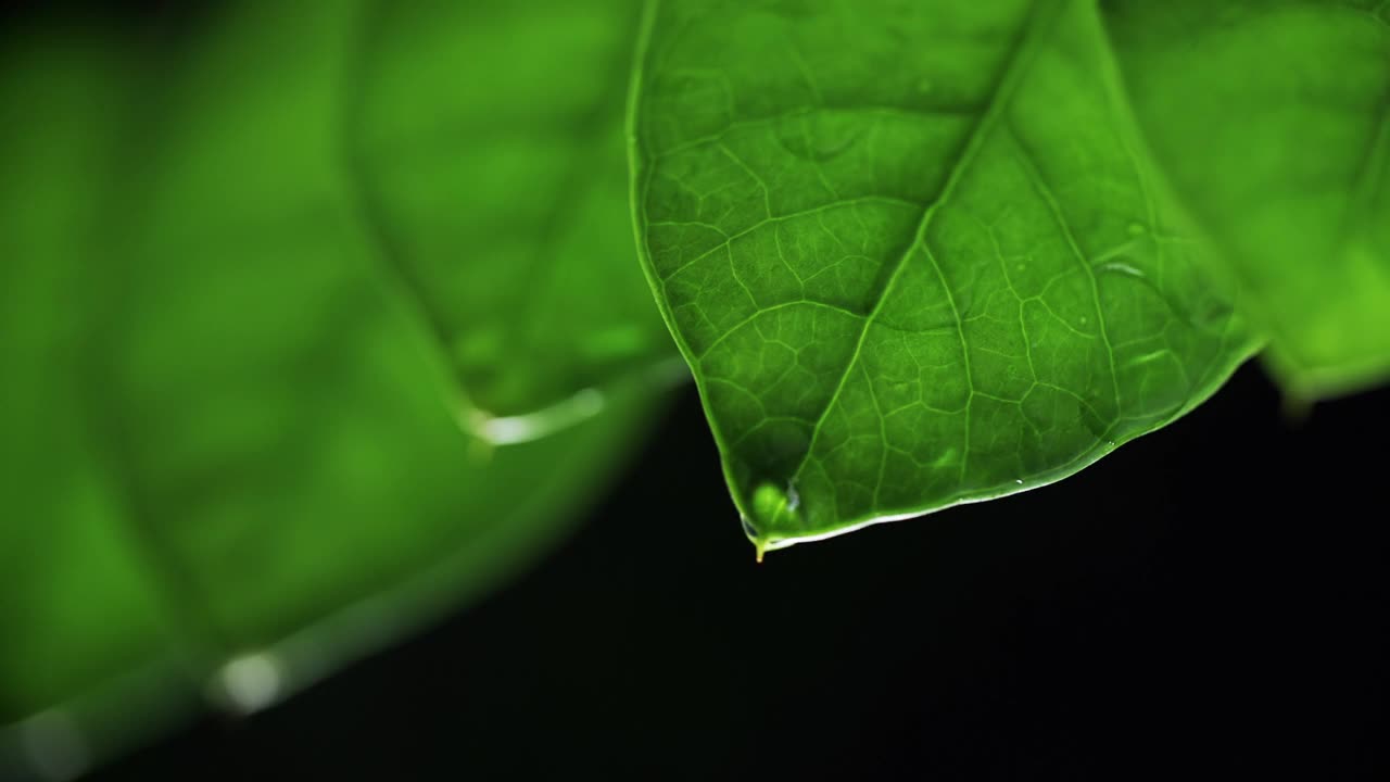 水滴植物的叶子在晚上。雨点落在黑色背景上的绿色树叶上视频素材