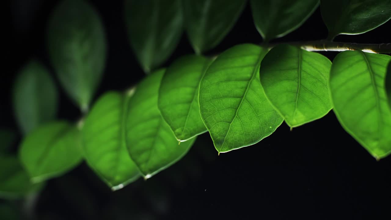 水滴植物的叶子在晚上。雨点落在黑色背景上的绿色树叶上视频素材