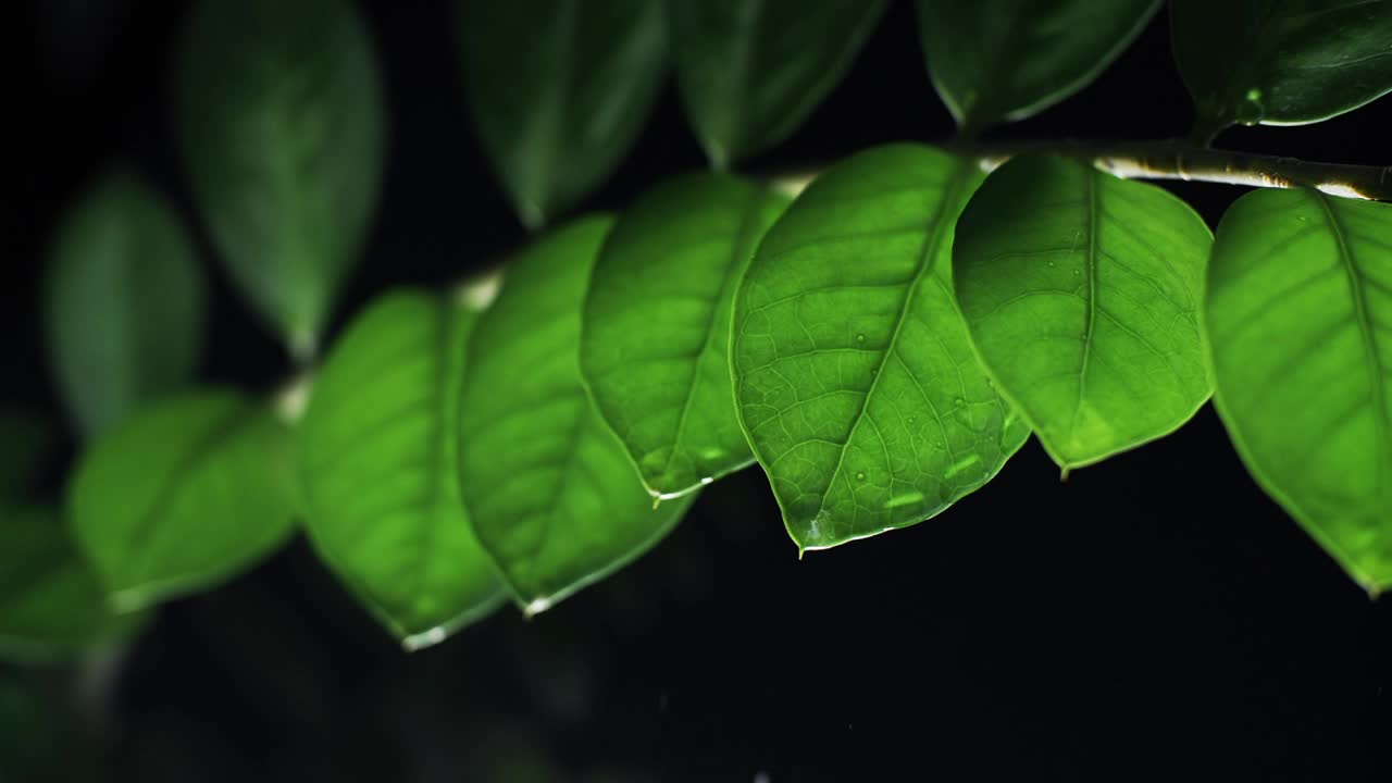 水滴植物的叶子在晚上。雨点落在黑色背景上的绿色树叶上视频素材