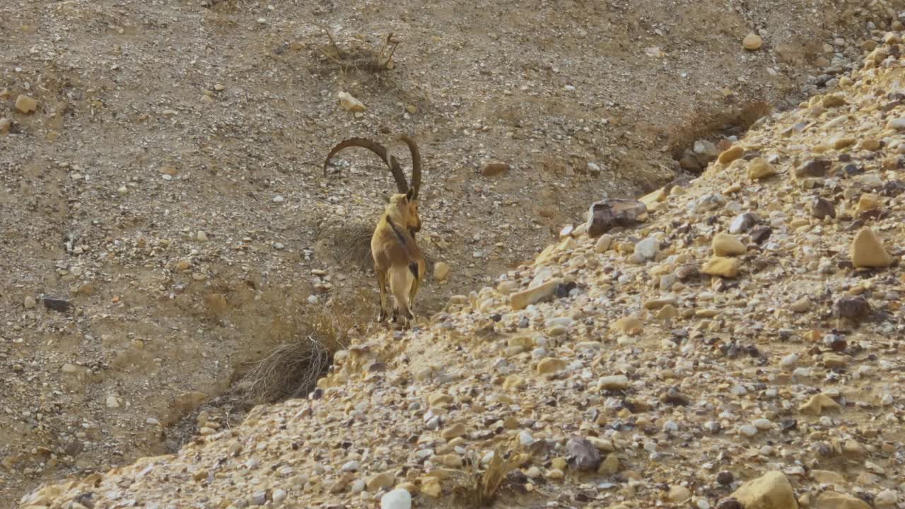 雄性努比亚Ibex (Capra nubiana)在山脉-极端沙漠中行走视频下载