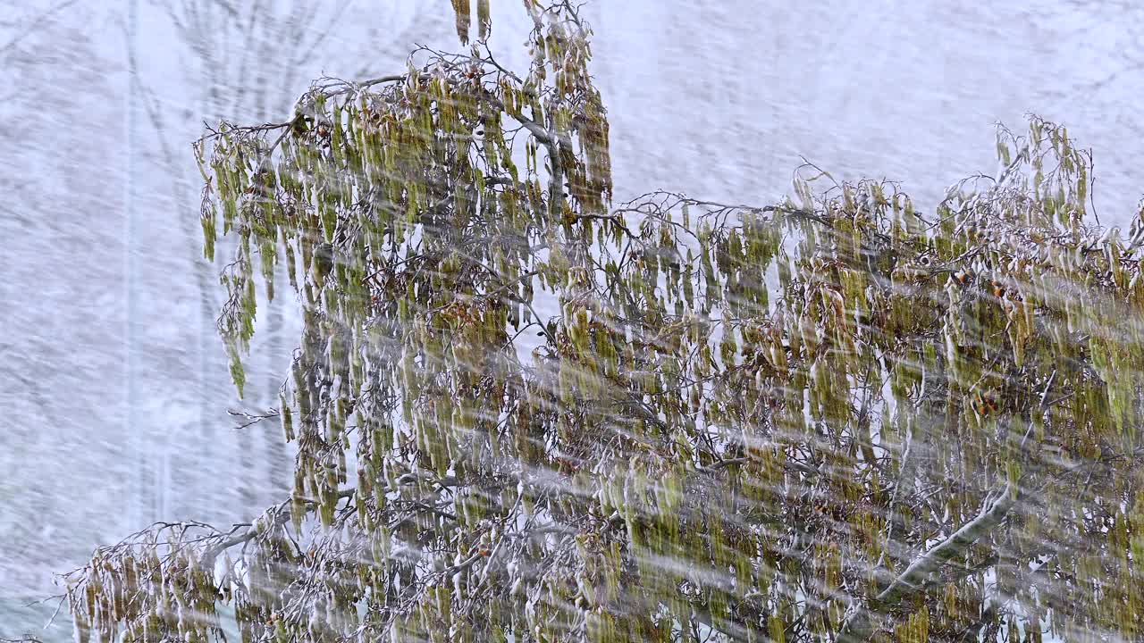 大雪背景下的绿树视频下载