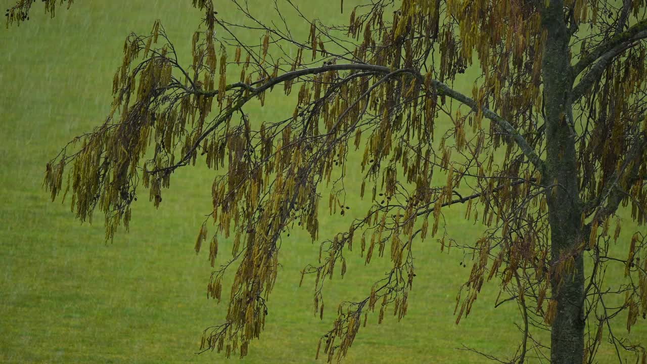 下雨的天气树在下雨的背景视频下载