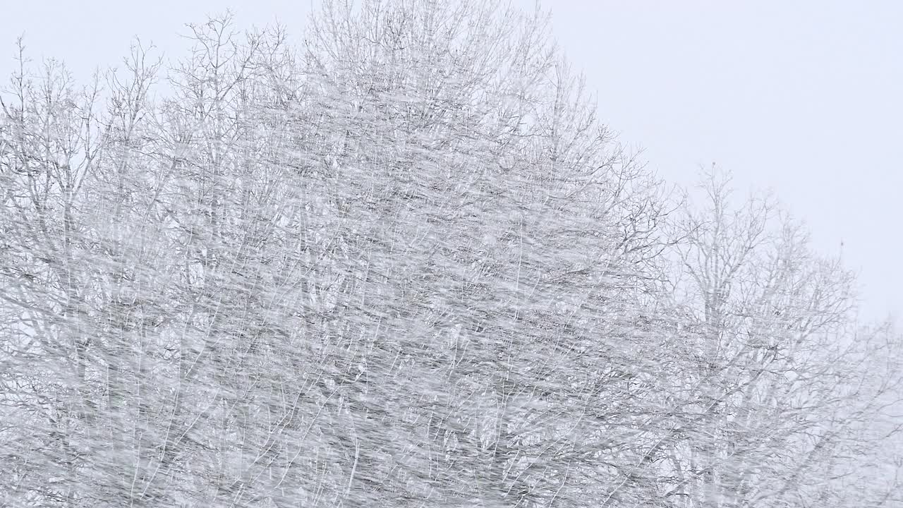 森林暴雪冬季自然天气暴风雪视频素材