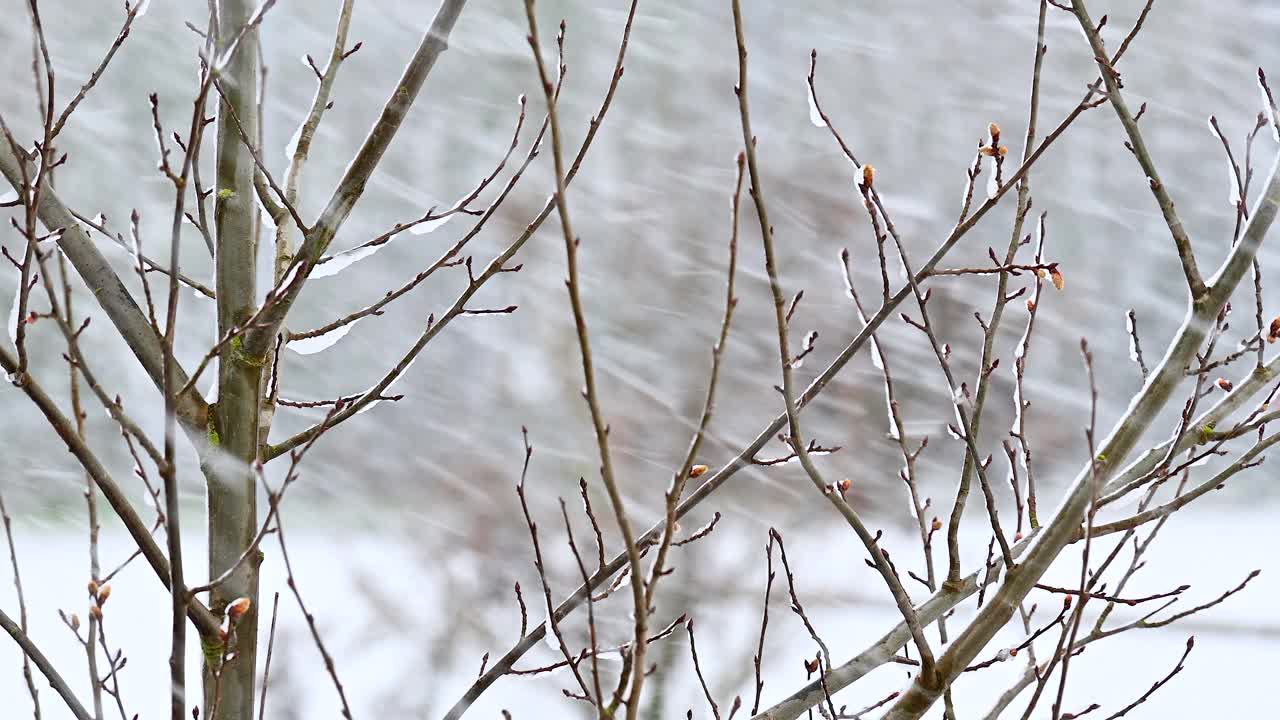 树枝在雪花的背景下视频下载