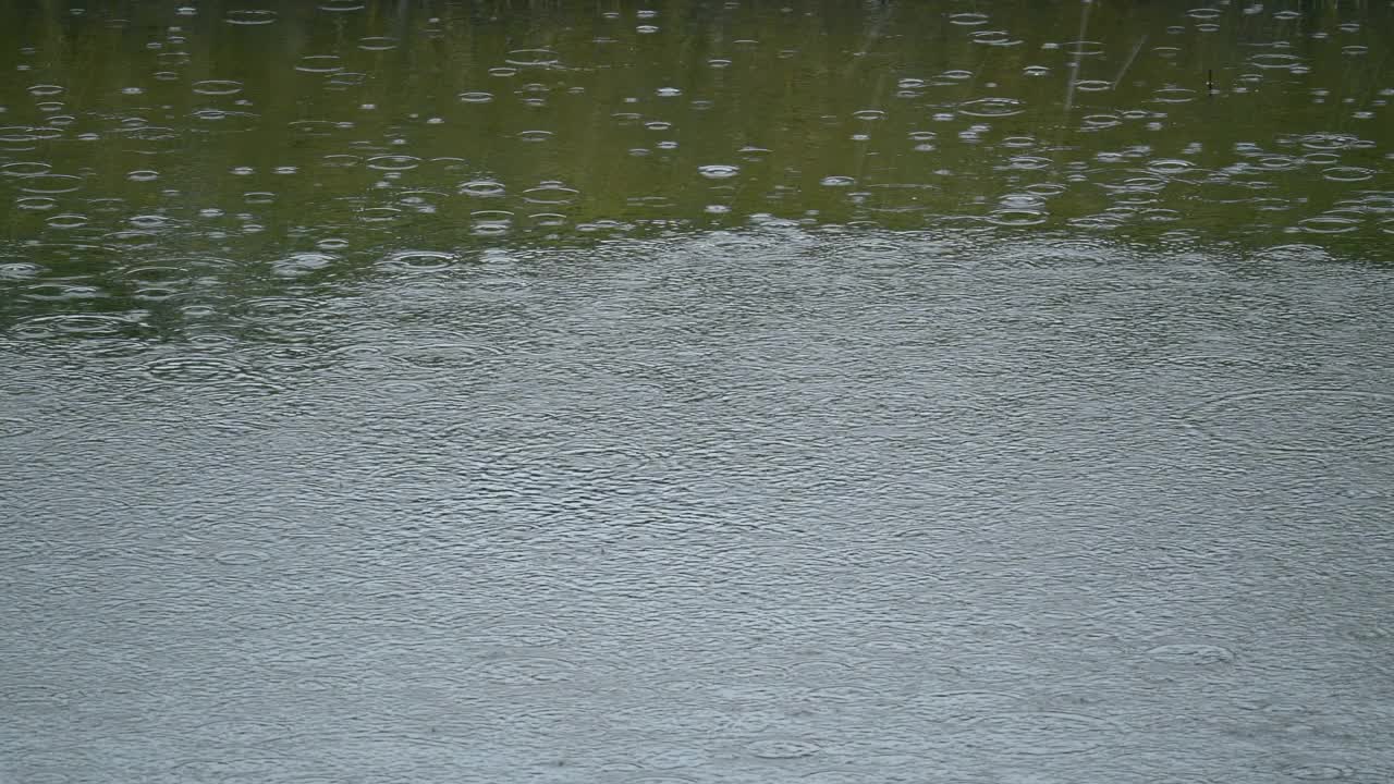 雨点飞溅在绿色的池塘表面视频下载