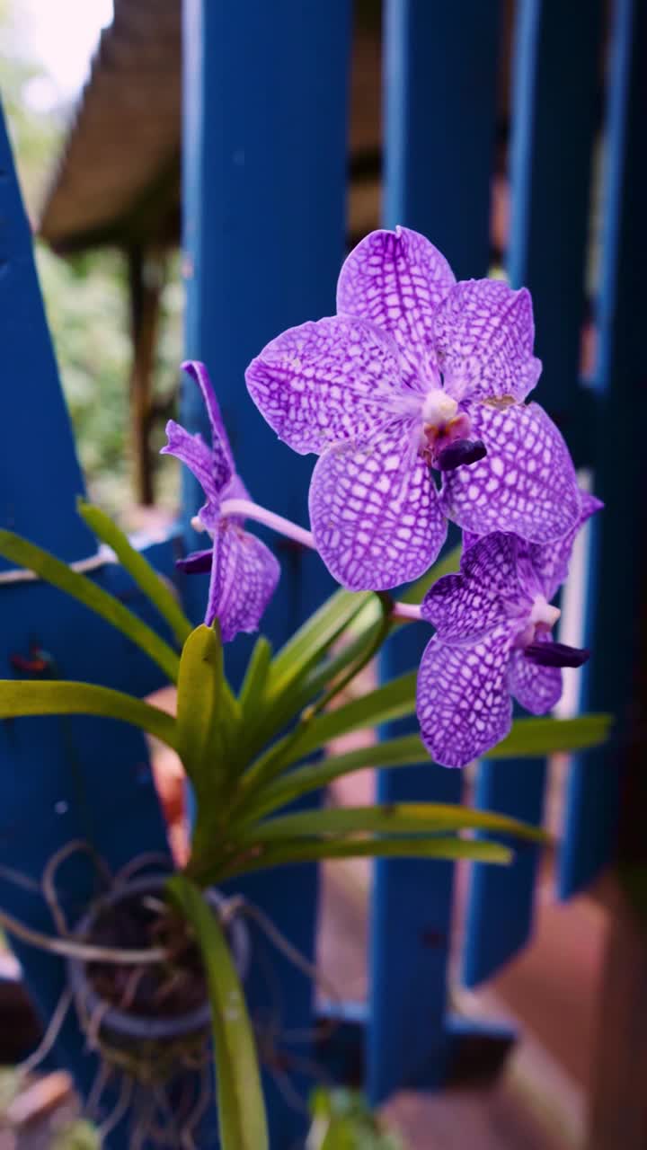 万达兰带紫花，垂直视频视频素材