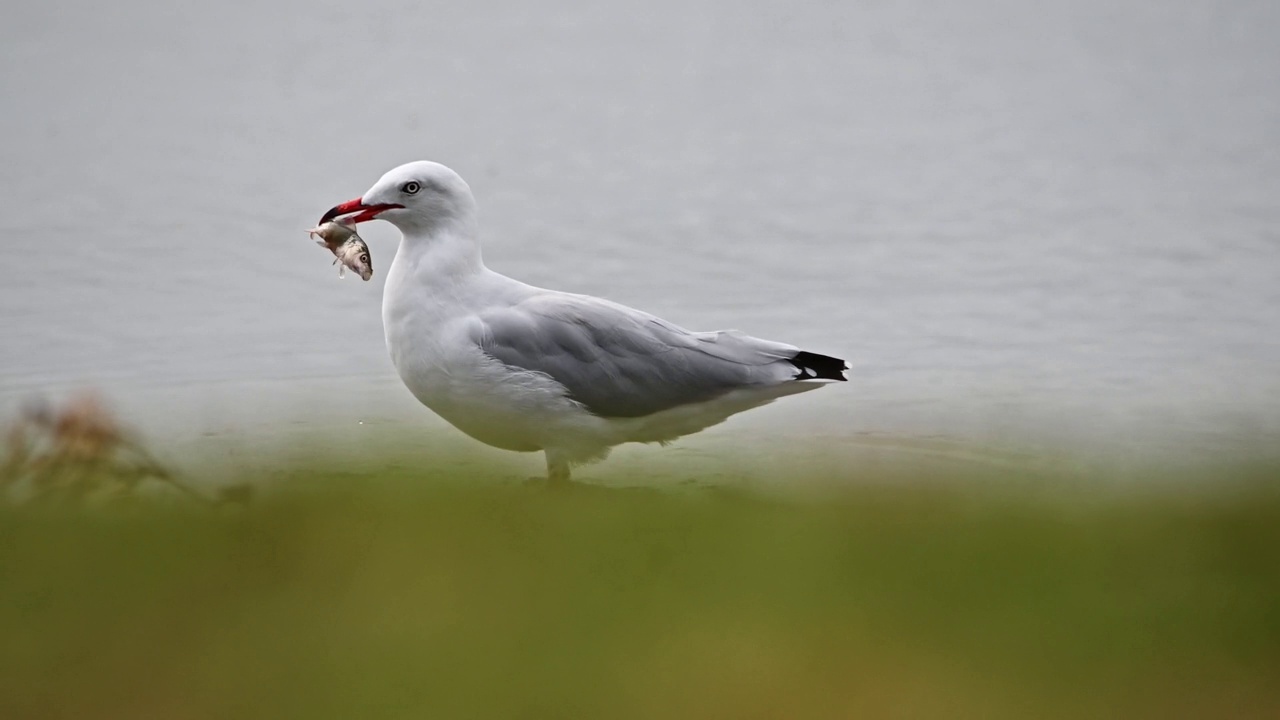 银鸥(Chroicocephalus novaehollandiae)视频素材