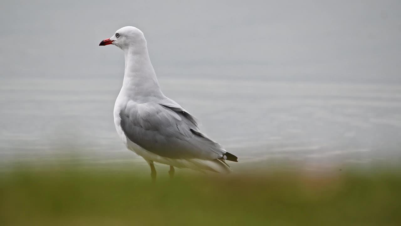 银鸥(Chroicocephalus novaehollandiae)视频素材