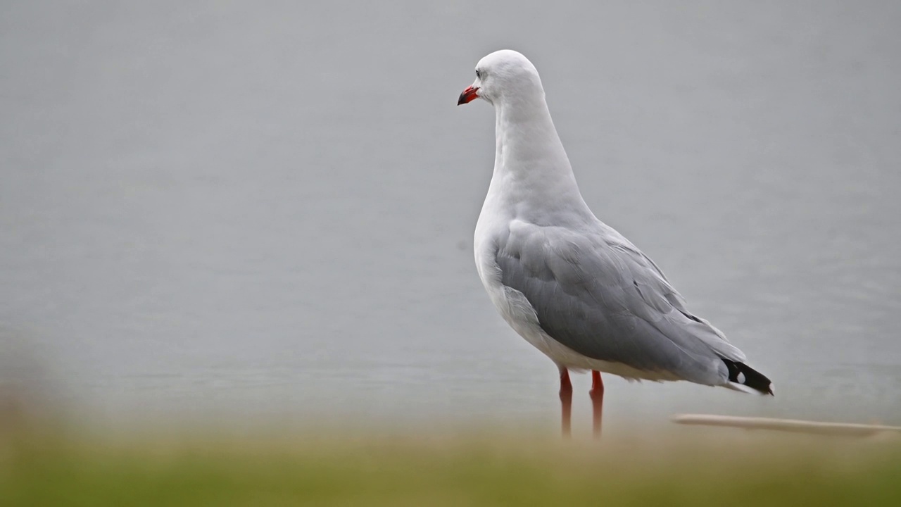 银鸥(Chroicocephalus novaehollandiae)视频素材