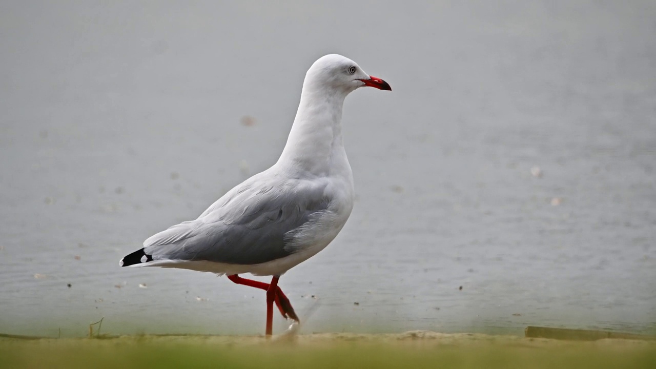 银鸥(Chroicocephalus novaehollandiae)视频素材