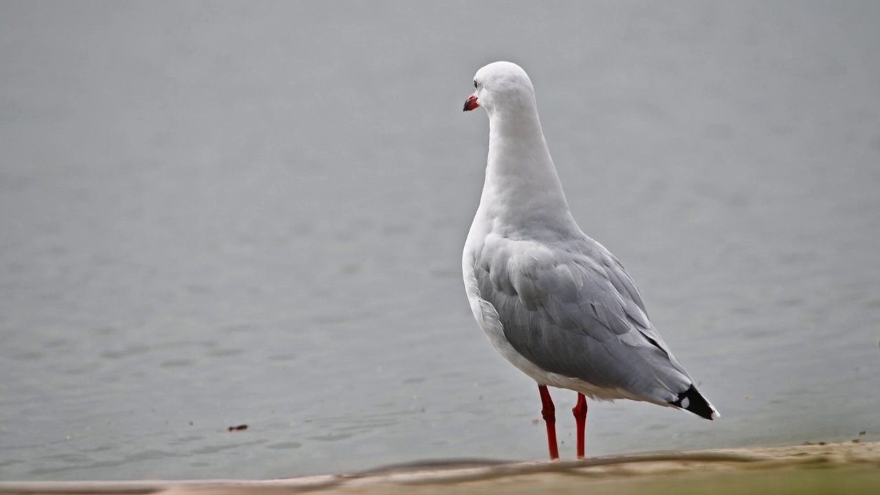 银鸥(Chroicocephalus novaehollandiae)视频素材