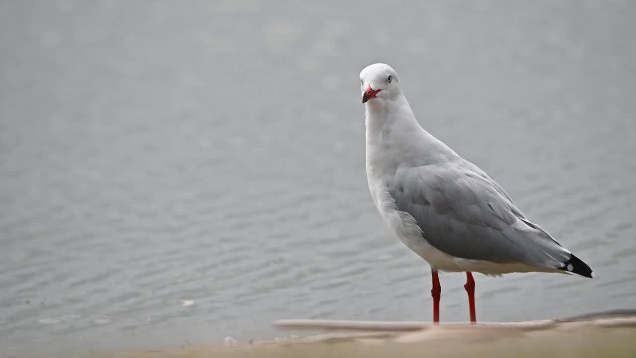 银鸥(Chroicocephalus novaehollandiae)视频素材