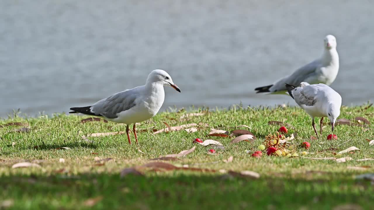 银鸥(Chroicocephalus novaehollandiae)视频素材