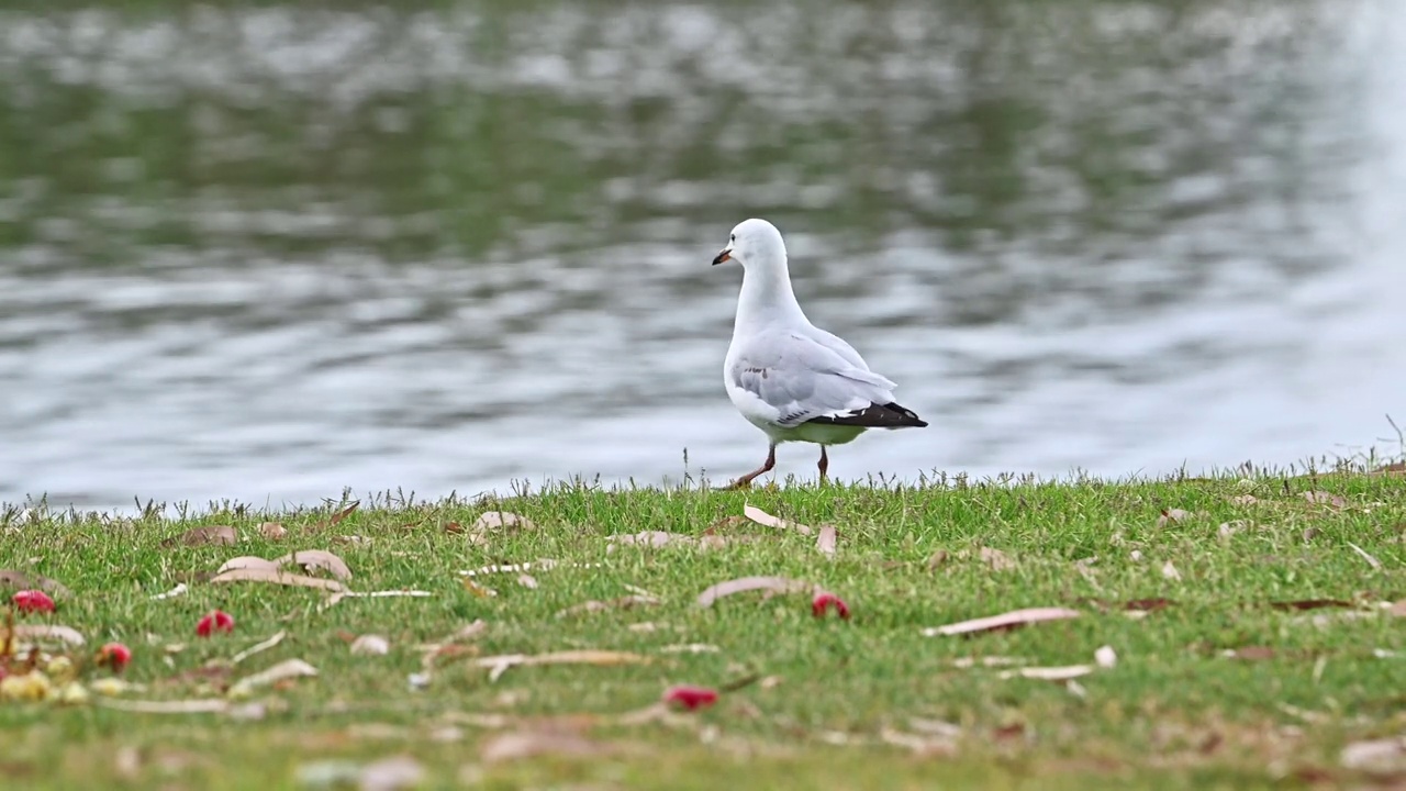 银鸥(Chroicocephalus novaehollandiae)视频素材