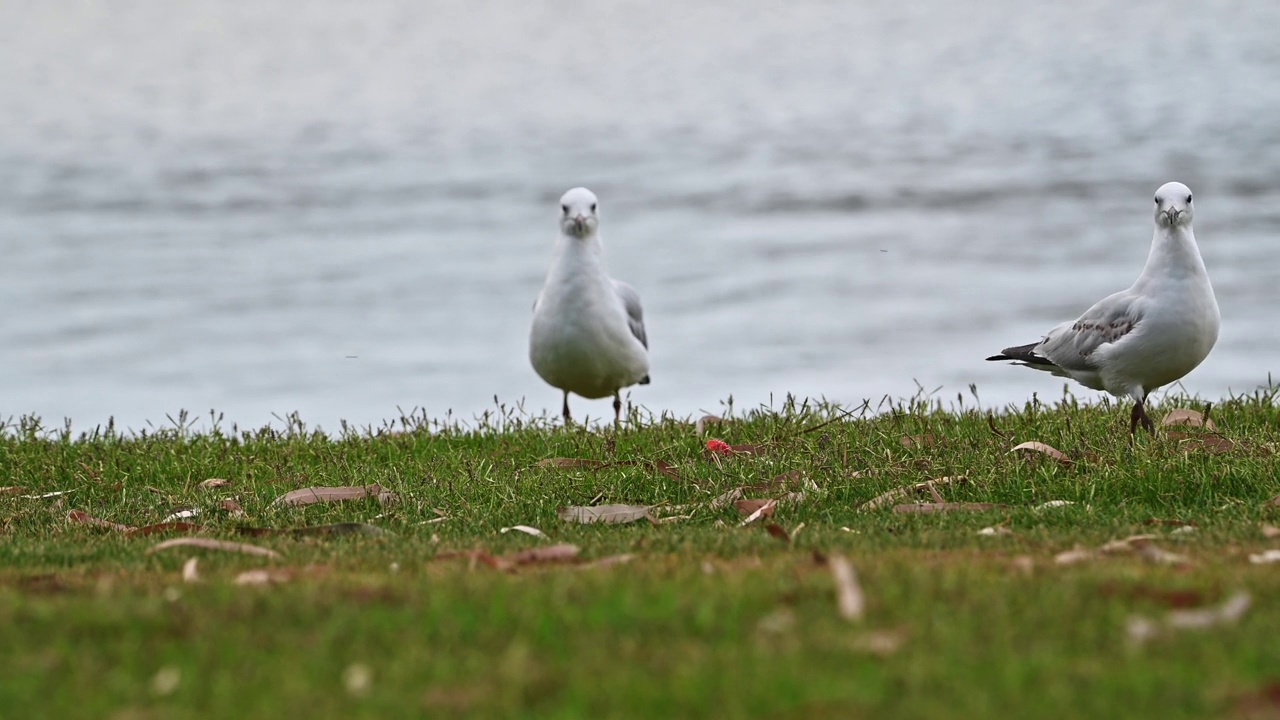 银鸥(Chroicocephalus novaehollandiae)视频素材