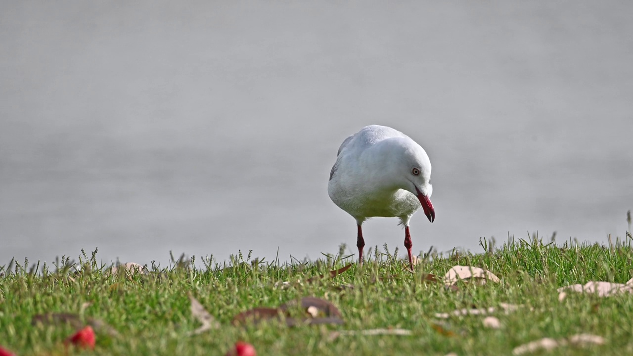 银鸥(Chroicocephalus novaehollandiae)视频素材