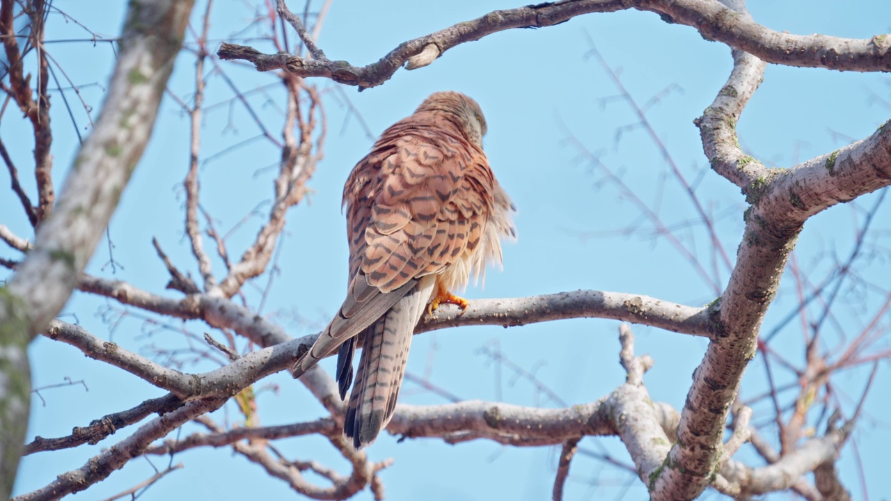 雌性小隼(Falco naumanni)视频素材