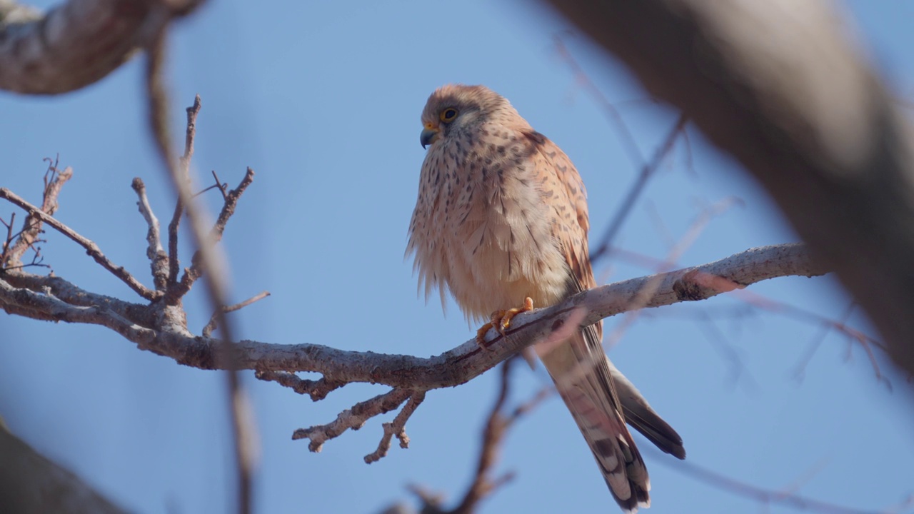 雌性小隼(Falco naumanni)视频素材