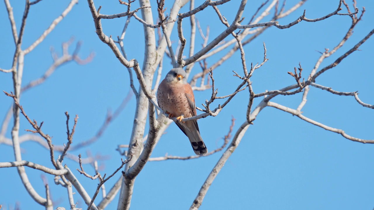 雄性小隼(Falco naumanni)视频素材